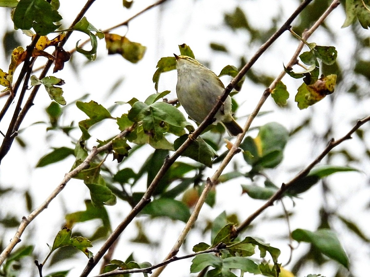 Luì di Pallas - ML645739040