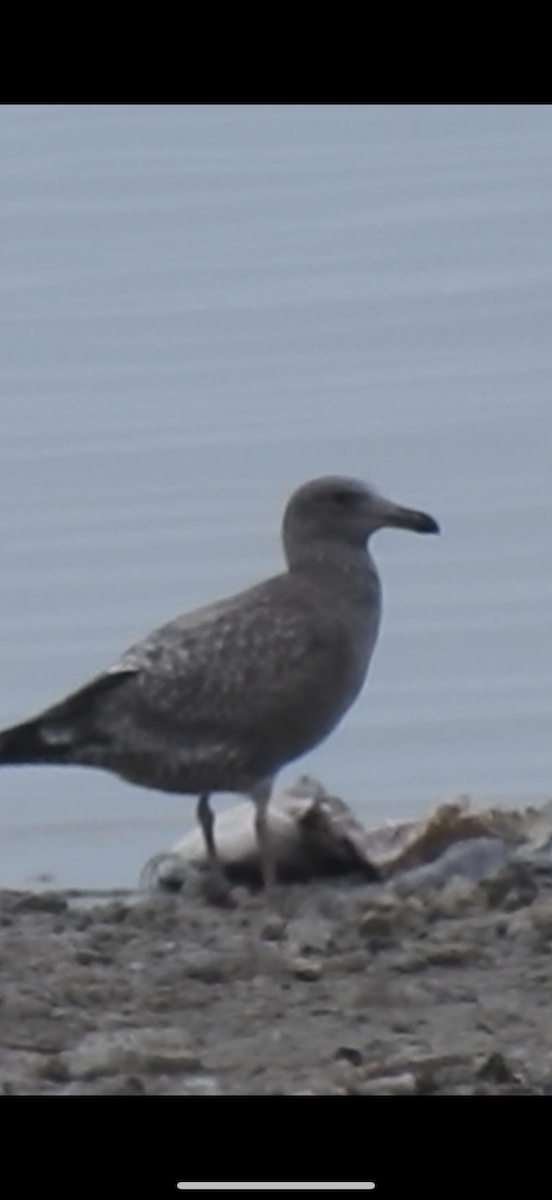American Herring Gull - ML645739044