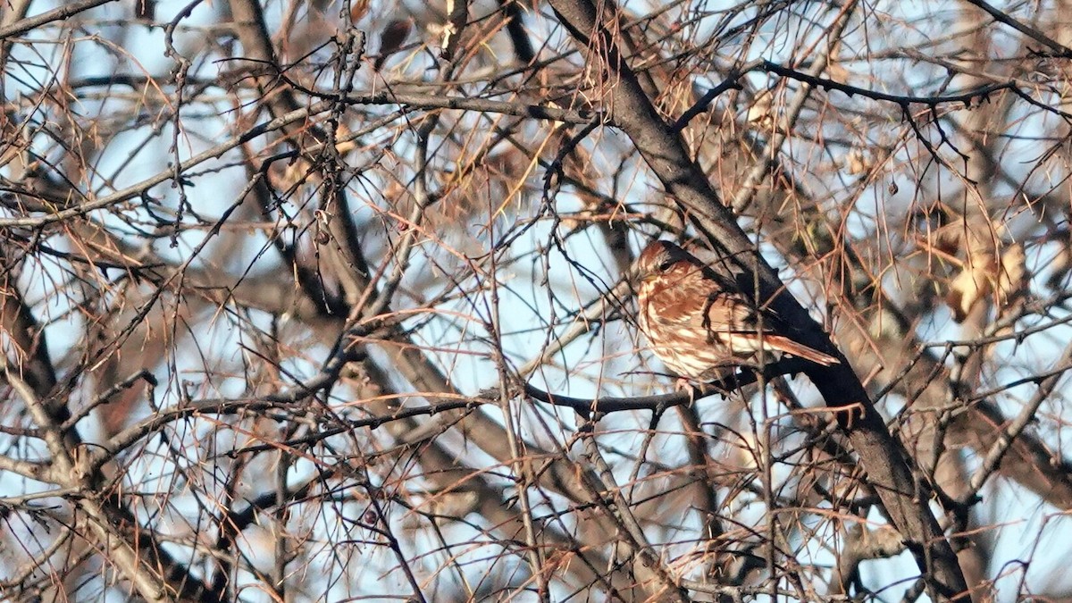 Fox Sparrow (Red) - ML645739049