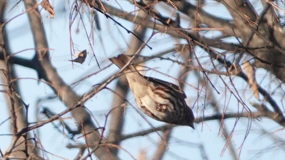 Fox Sparrow (Red) - ML645739050