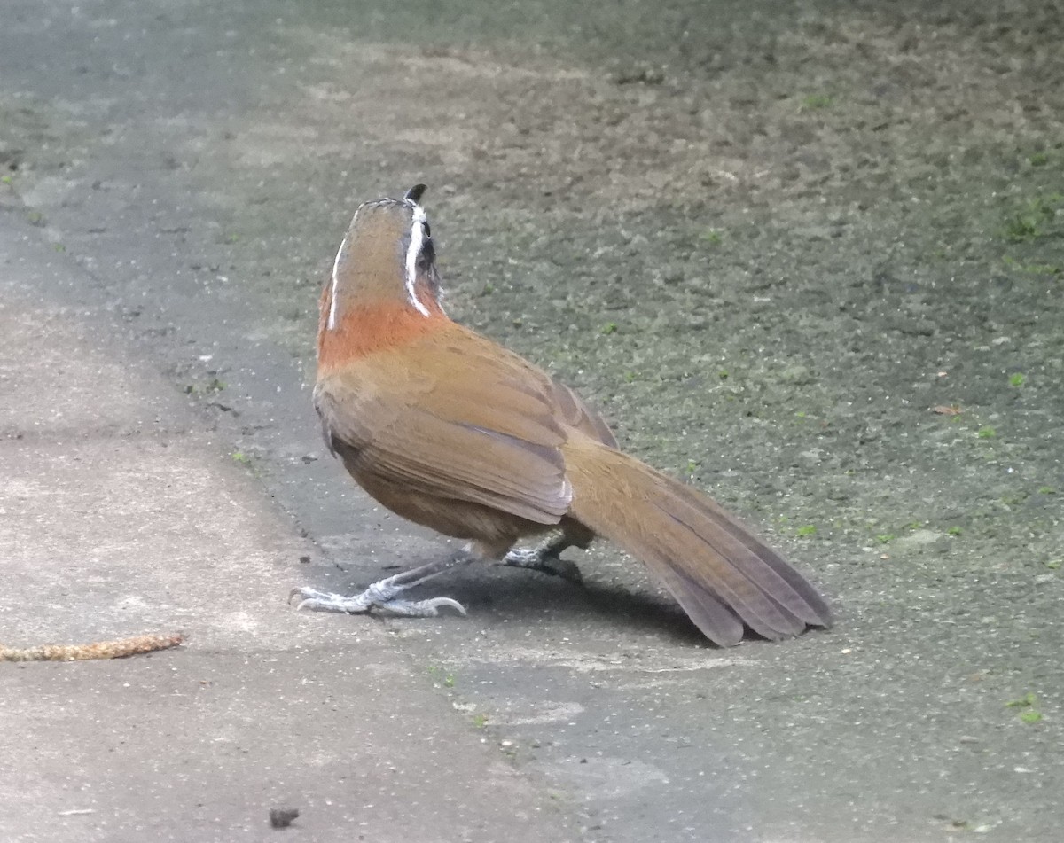 Taiwan Scimitar-Babbler - ML645739053