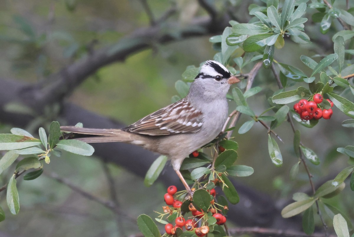 White-crowned Sparrow (Dark-lored) - ML645739058