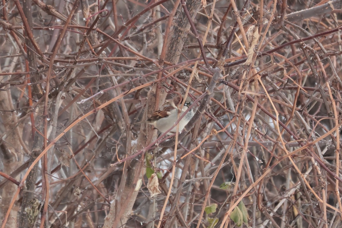 vrabec domácí - ML645739059