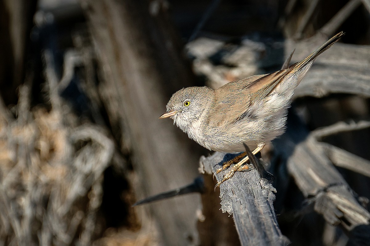 Пустынная славка - ML645739067