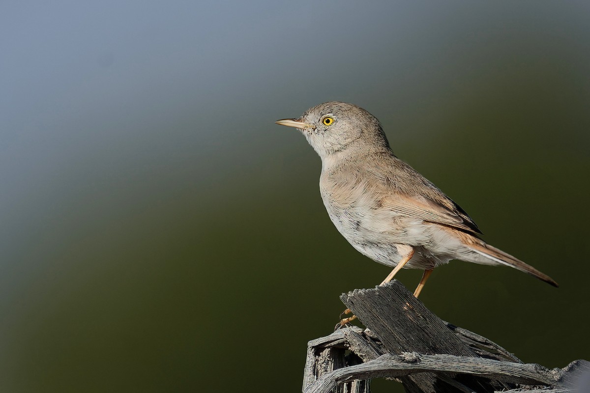 Пустынная славка - ML645739068