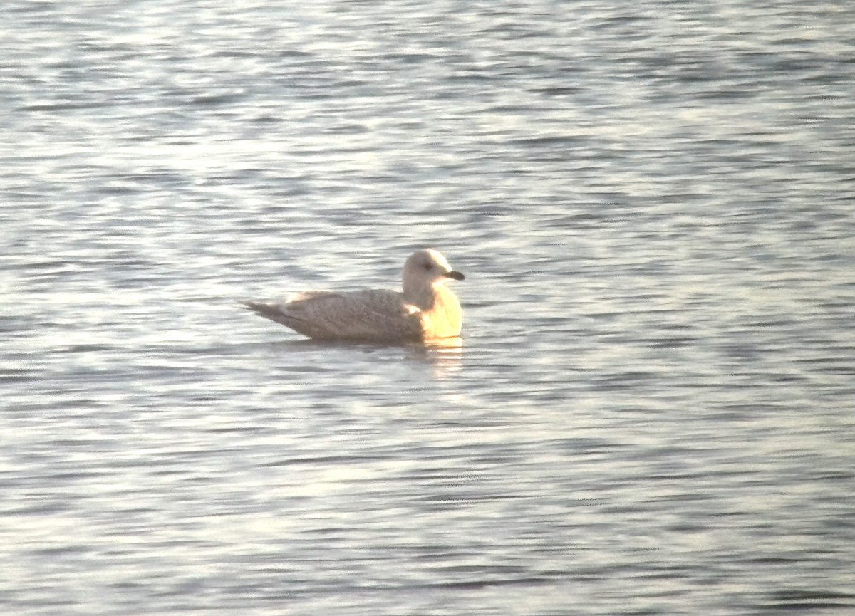 Iceland Gull (kumlieni) - ML645739069