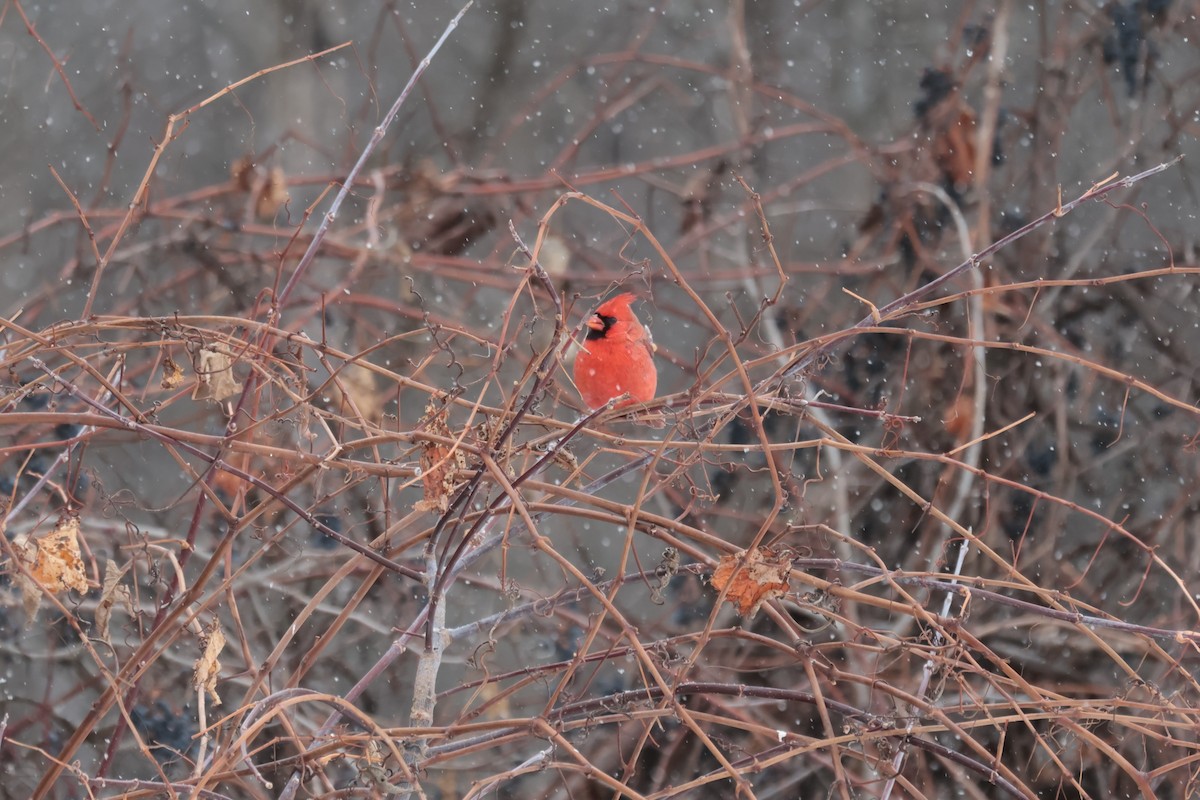 Northern Cardinal - ML645739070