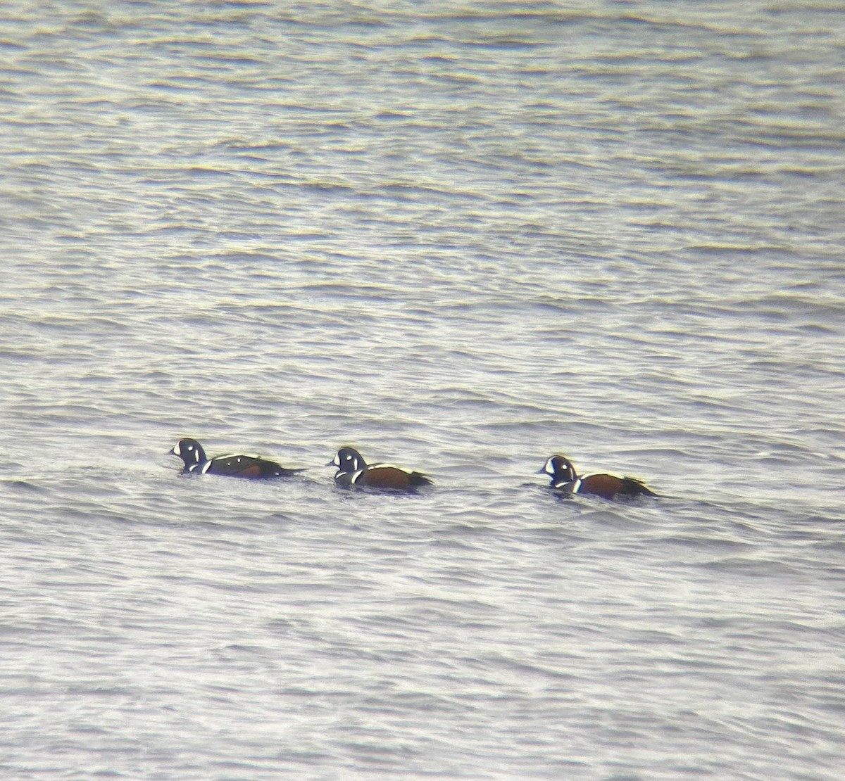 Pato Arlequín - ML645739071