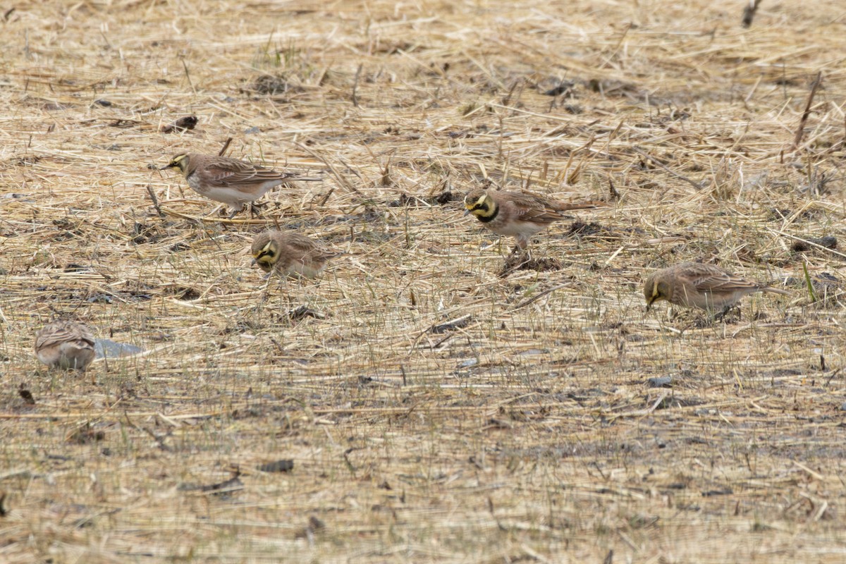 Alondra Cornuda - ML645739078