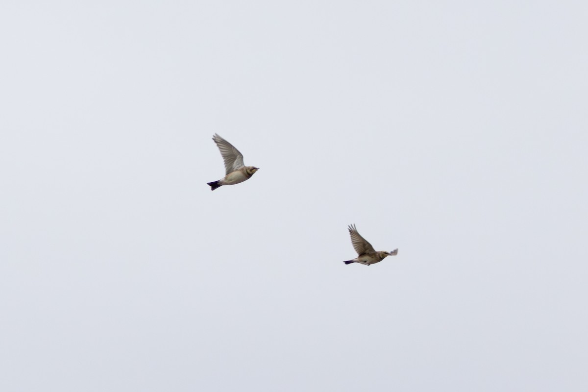 Alondra Cornuda - ML645739094