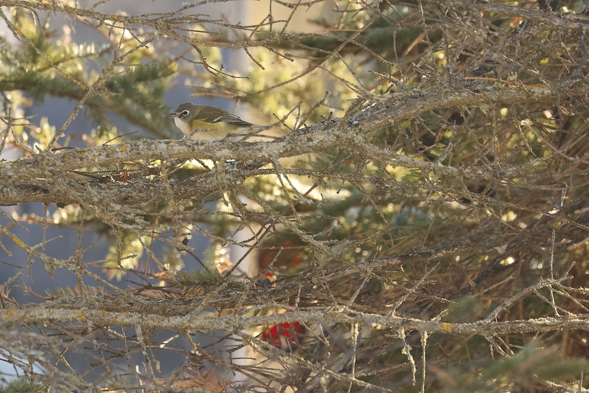 Blue-headed Vireo - ML645739096