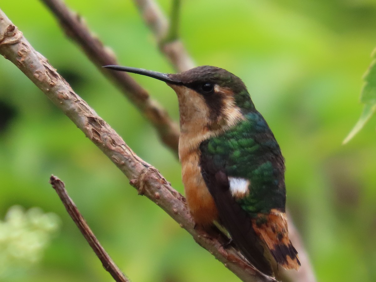 Gorgeted Woodstar - ML645739097