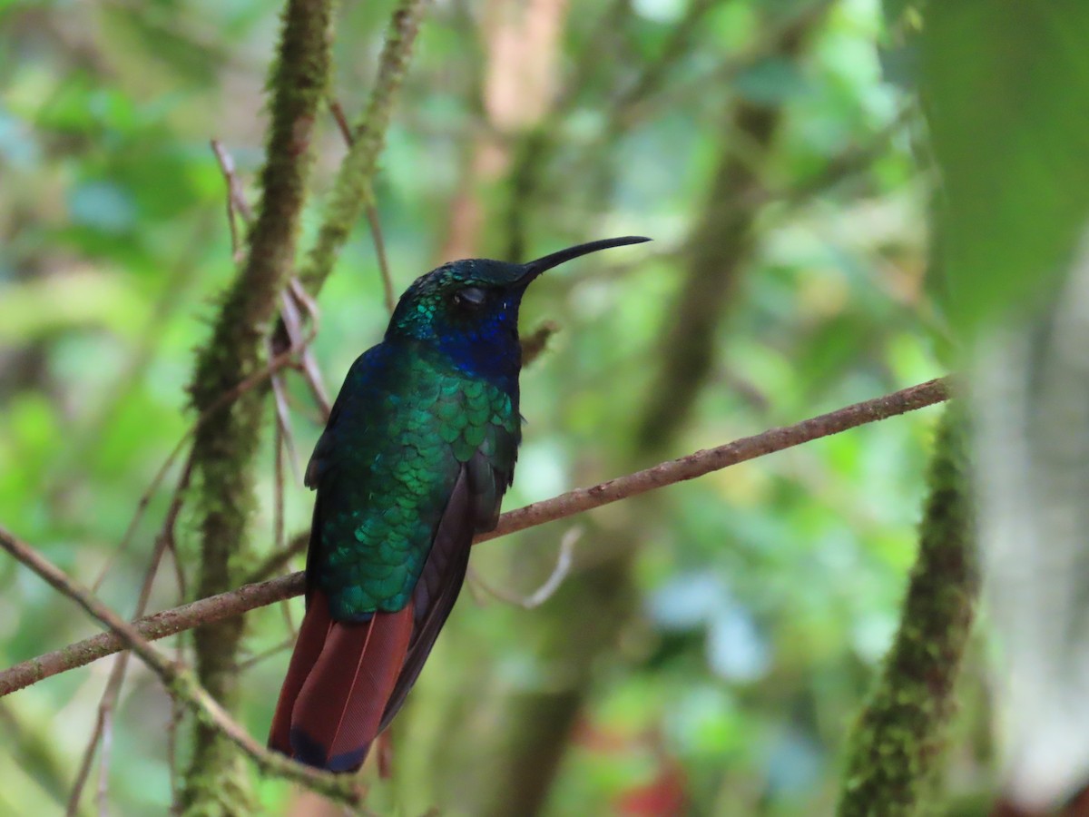 Lazuline Sabrewing - ML645739104