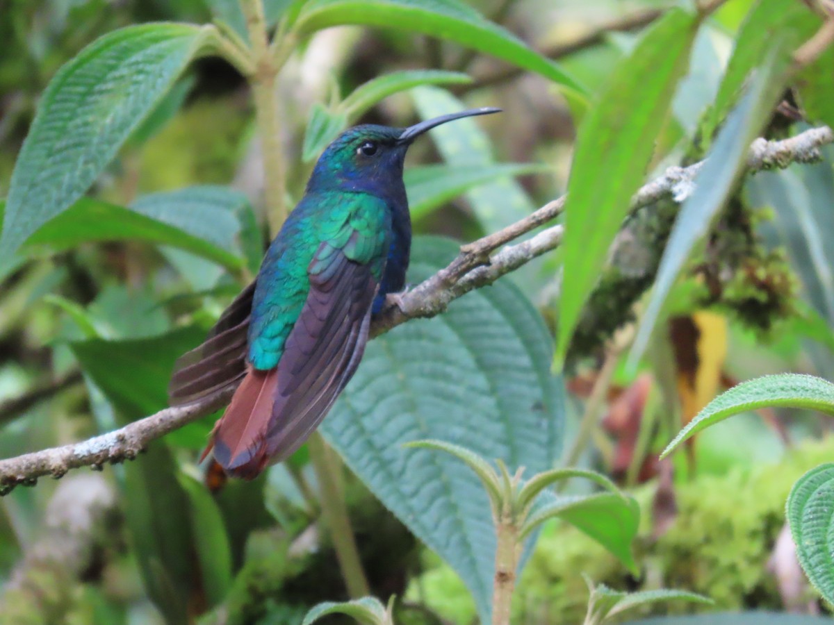 Lazuline Sabrewing - ML645739105