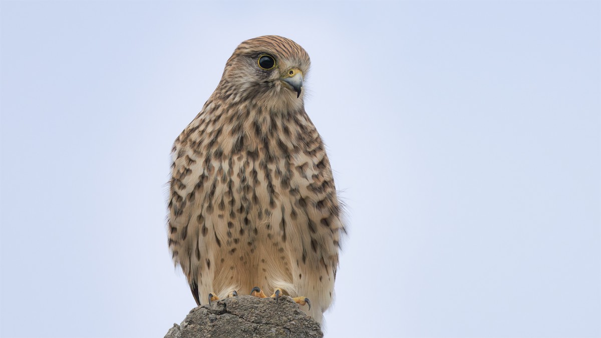 Eurasian Kestrel - ML645739106