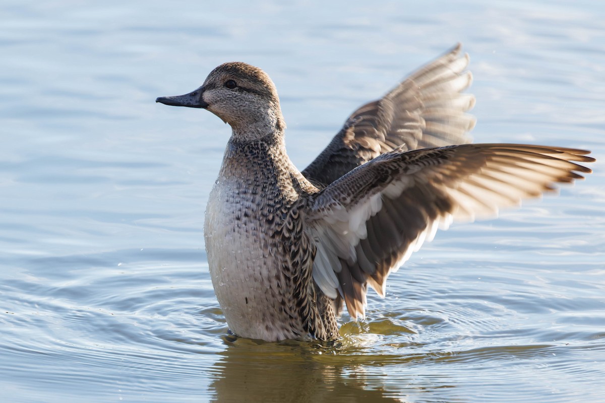 鴨亞科(鴨類) - ML645739107