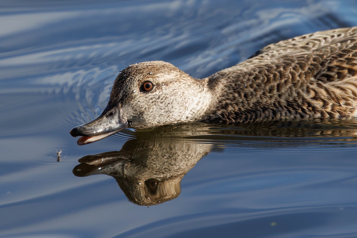 鴨亞科(鴨類) - ML645739113