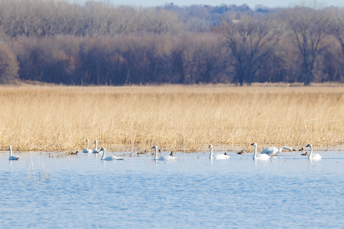Trumpeter Swan - ML645739119
