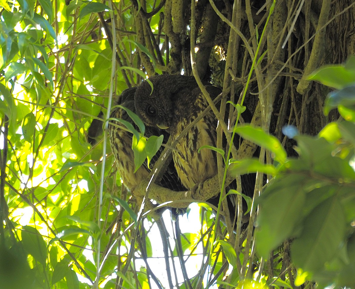 Mottled Owl - ML645739121