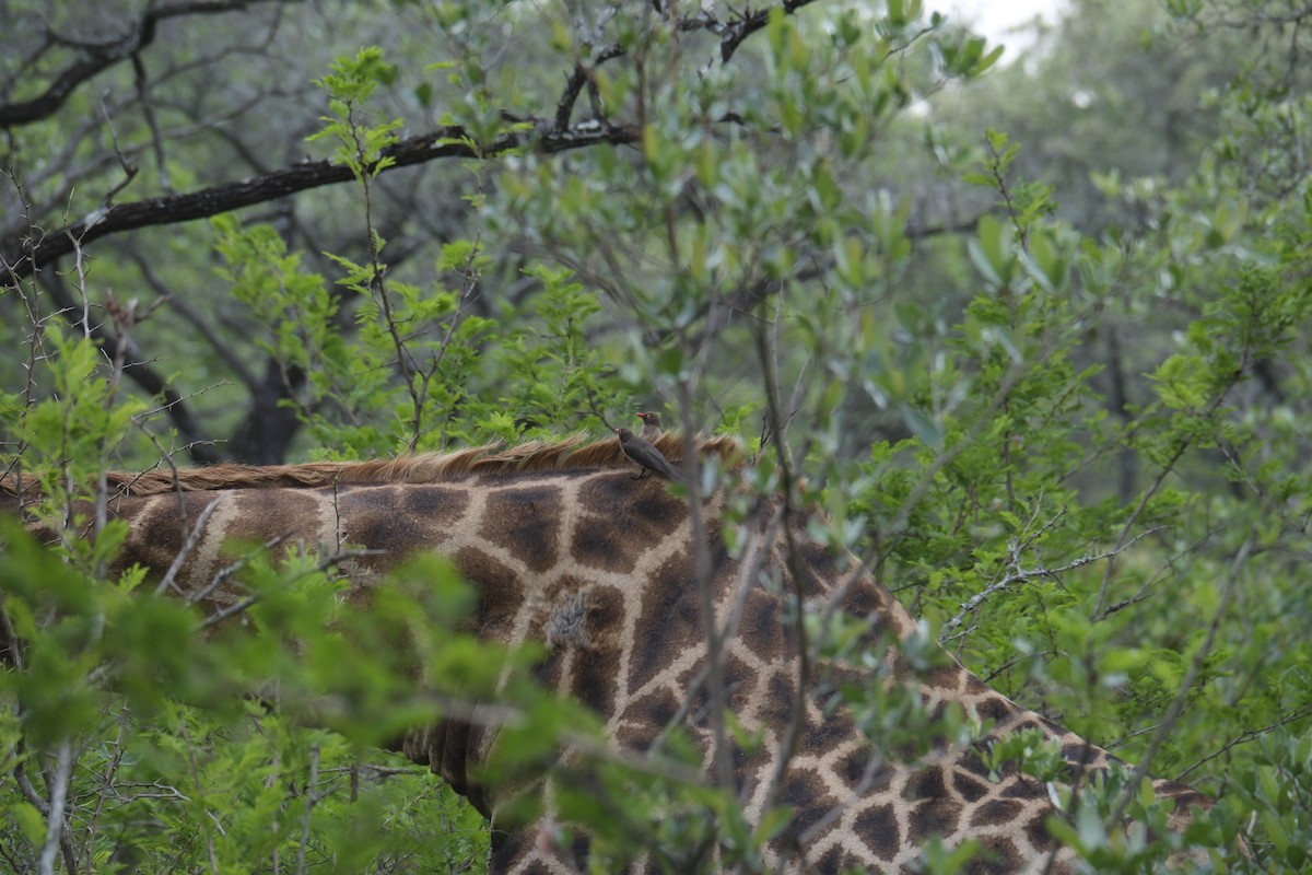 rødnebboksehakker - ML645739122