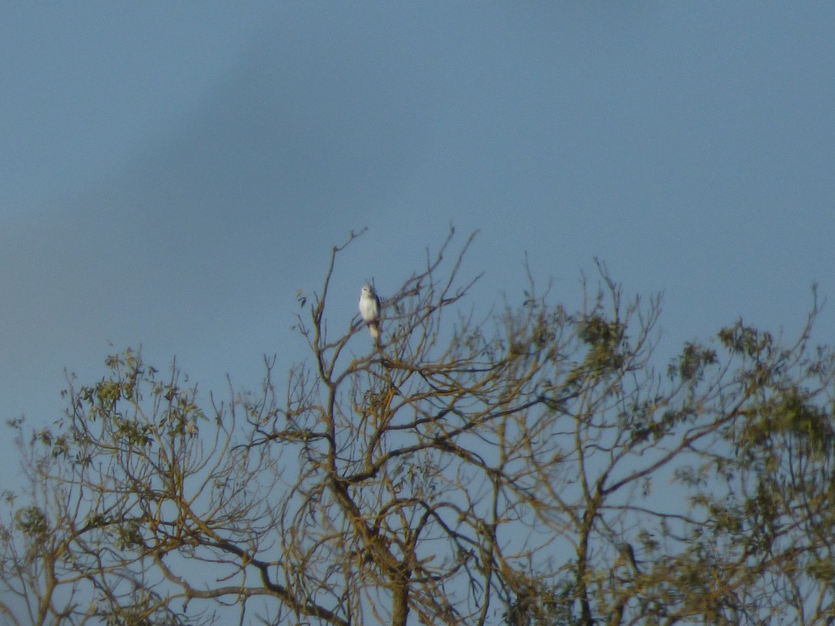 Black-winged Kite - ML645739124