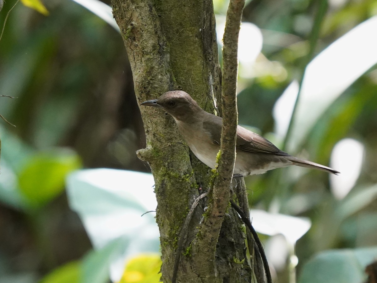 Black-billed Thrush - ML645739125