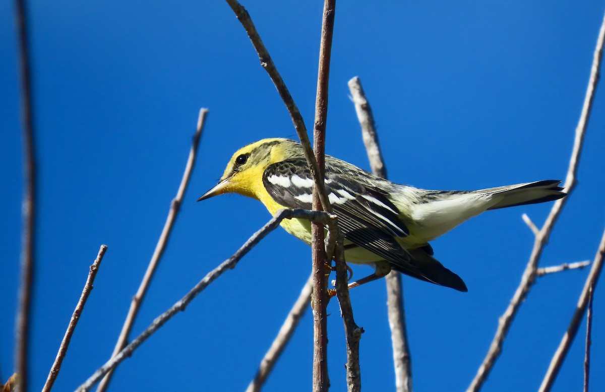 Blackburnian Warbler - ML645739126
