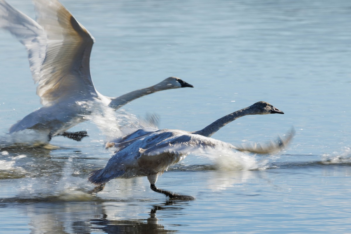 Trumpeter Swan - ML645739127
