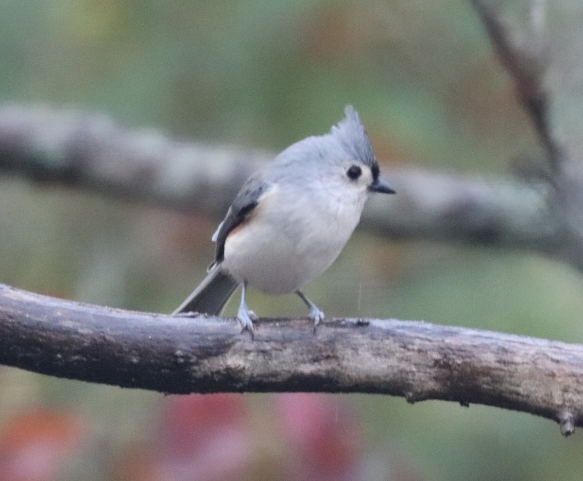 Tufted Titmouse - ML645739132