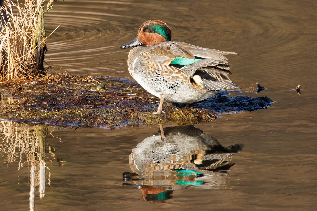 小水鴨 - ML645739136