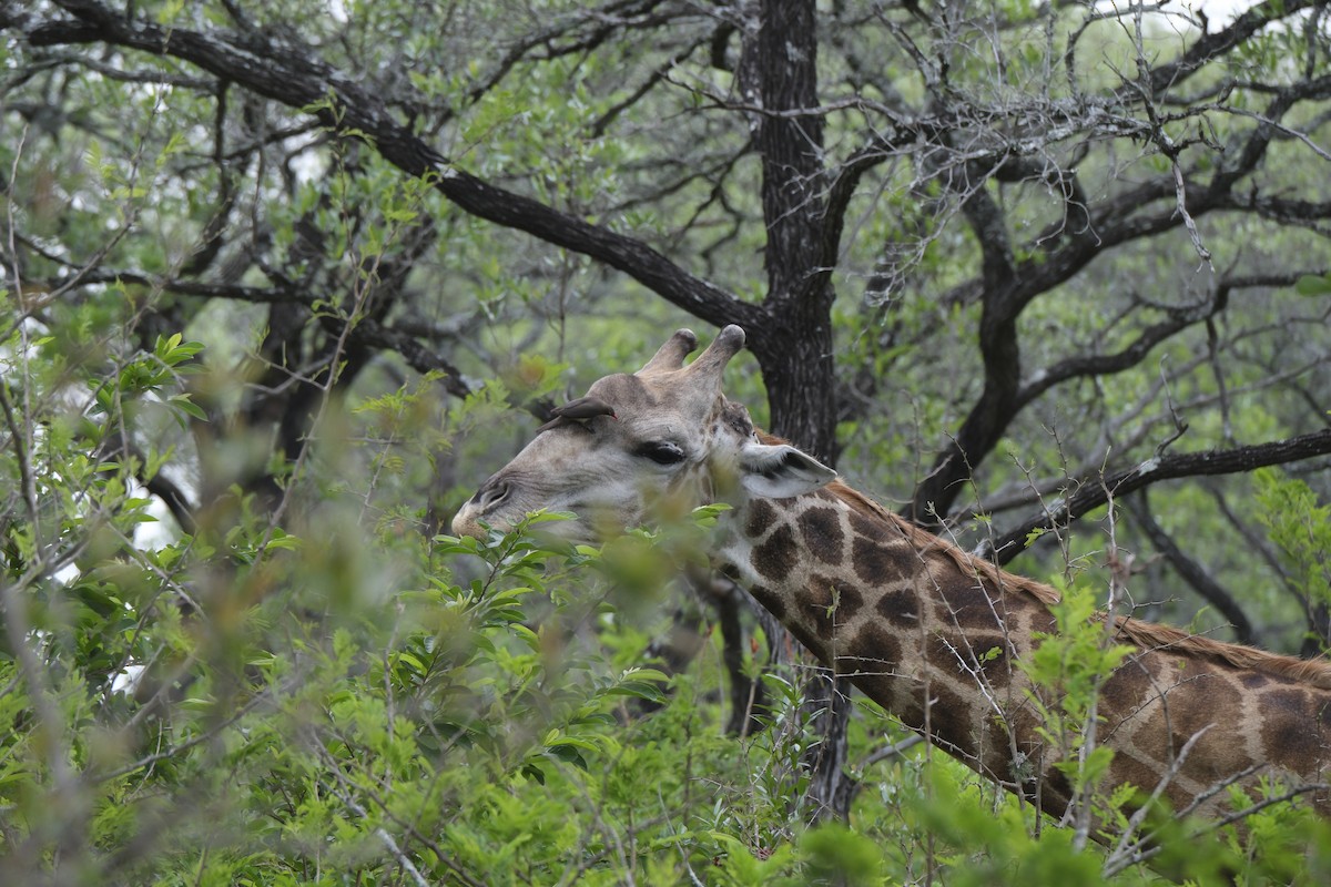 rødnebboksehakker - ML645739137