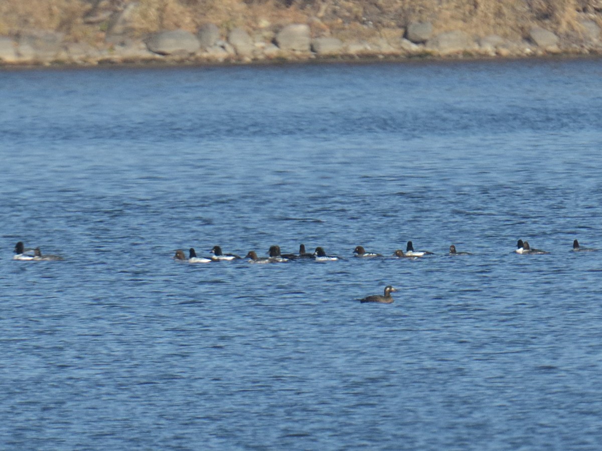 White-winged Scoter - ML645739143