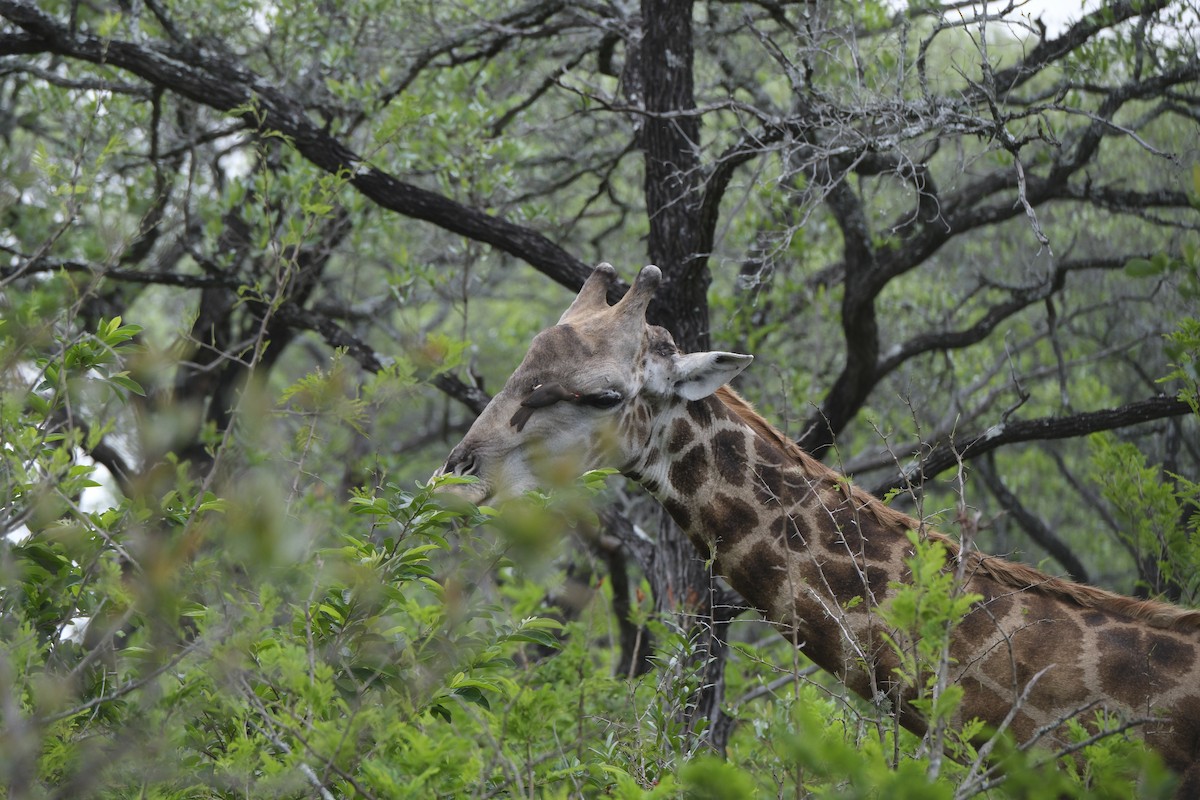 rødnebboksehakker - ML645739146