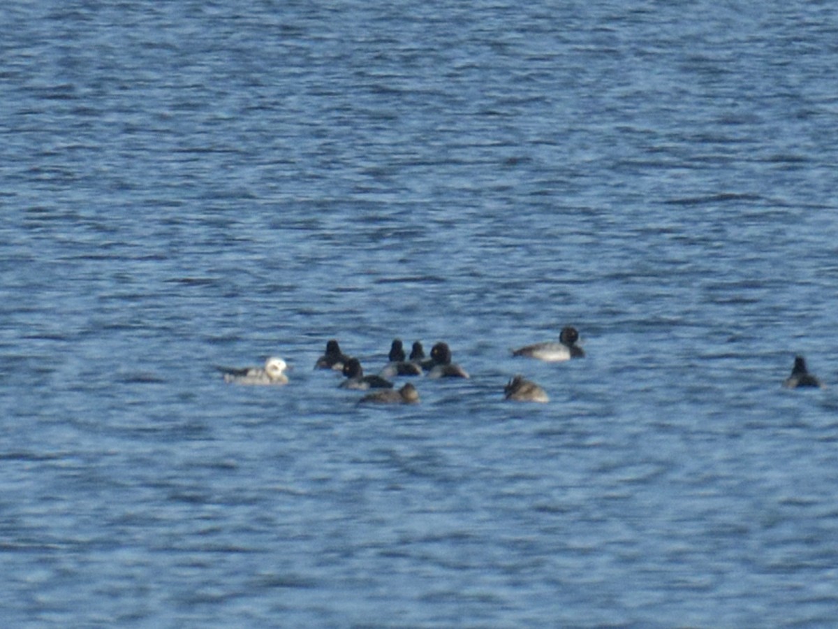 Long-tailed Duck - ML645739151