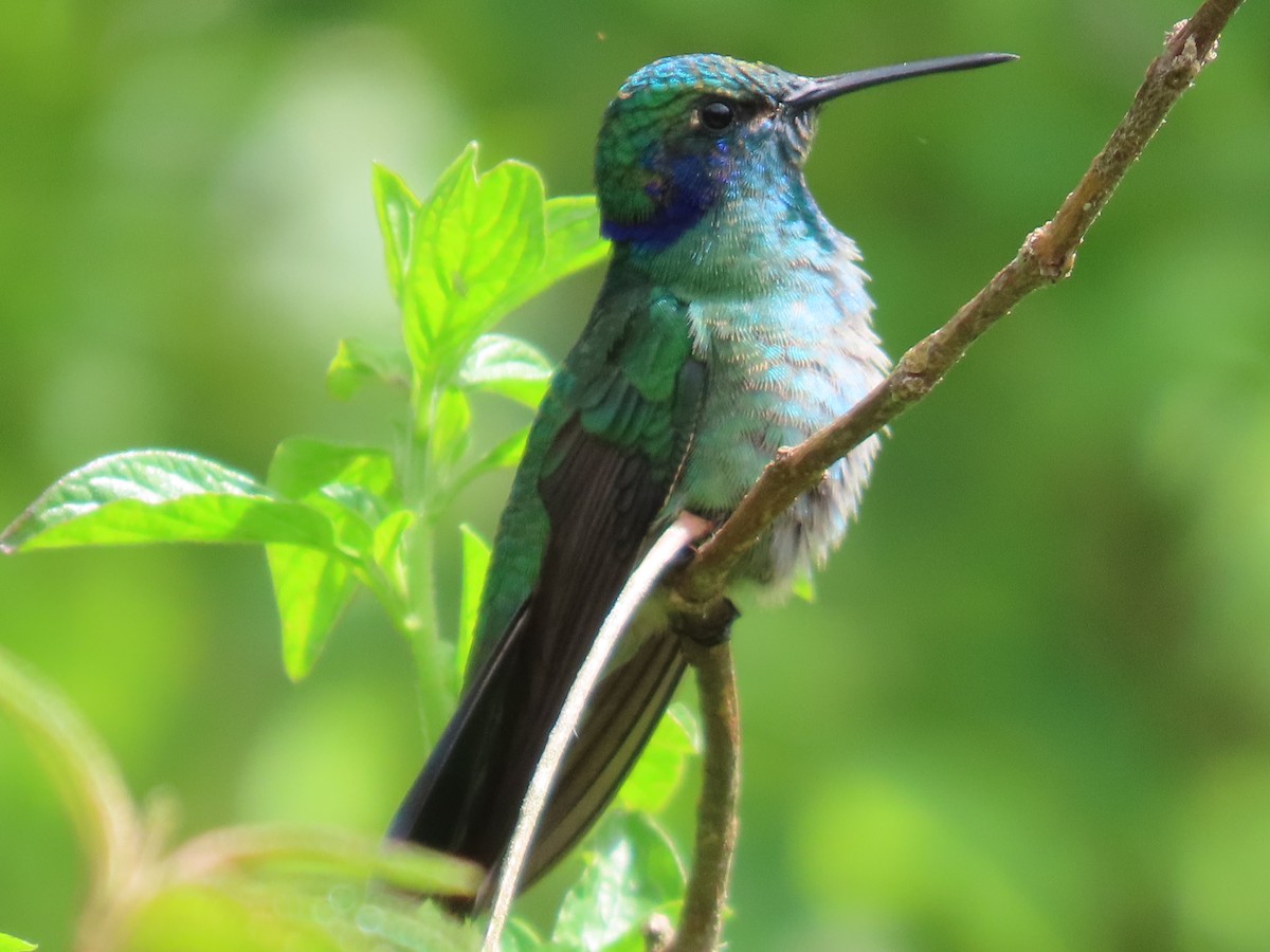 Lesser Violetear - ML645739169