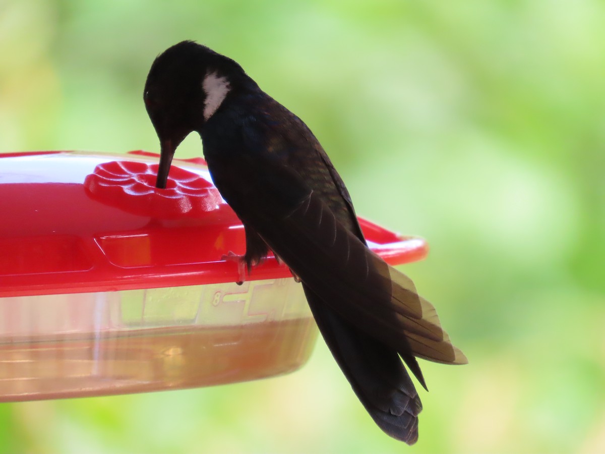 Black Inca - ML645739172