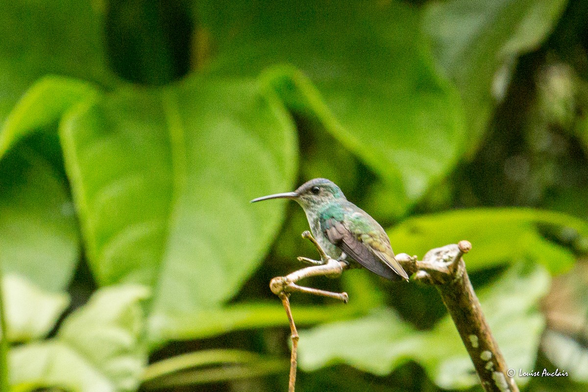 kolibřík zlatochvostý - ML645739174