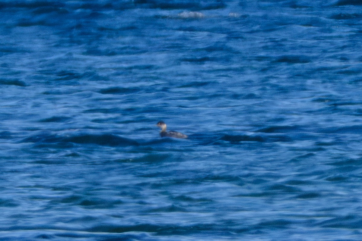 Eared Grebe - ML645739176