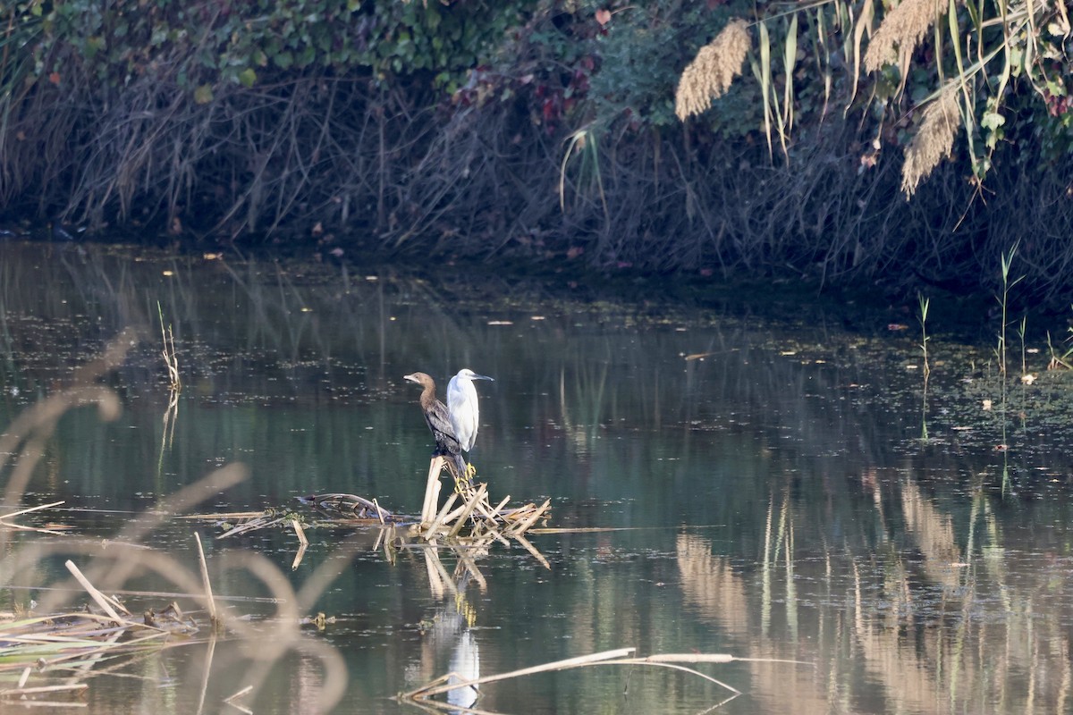 Ubarroi txikia - ML645739177