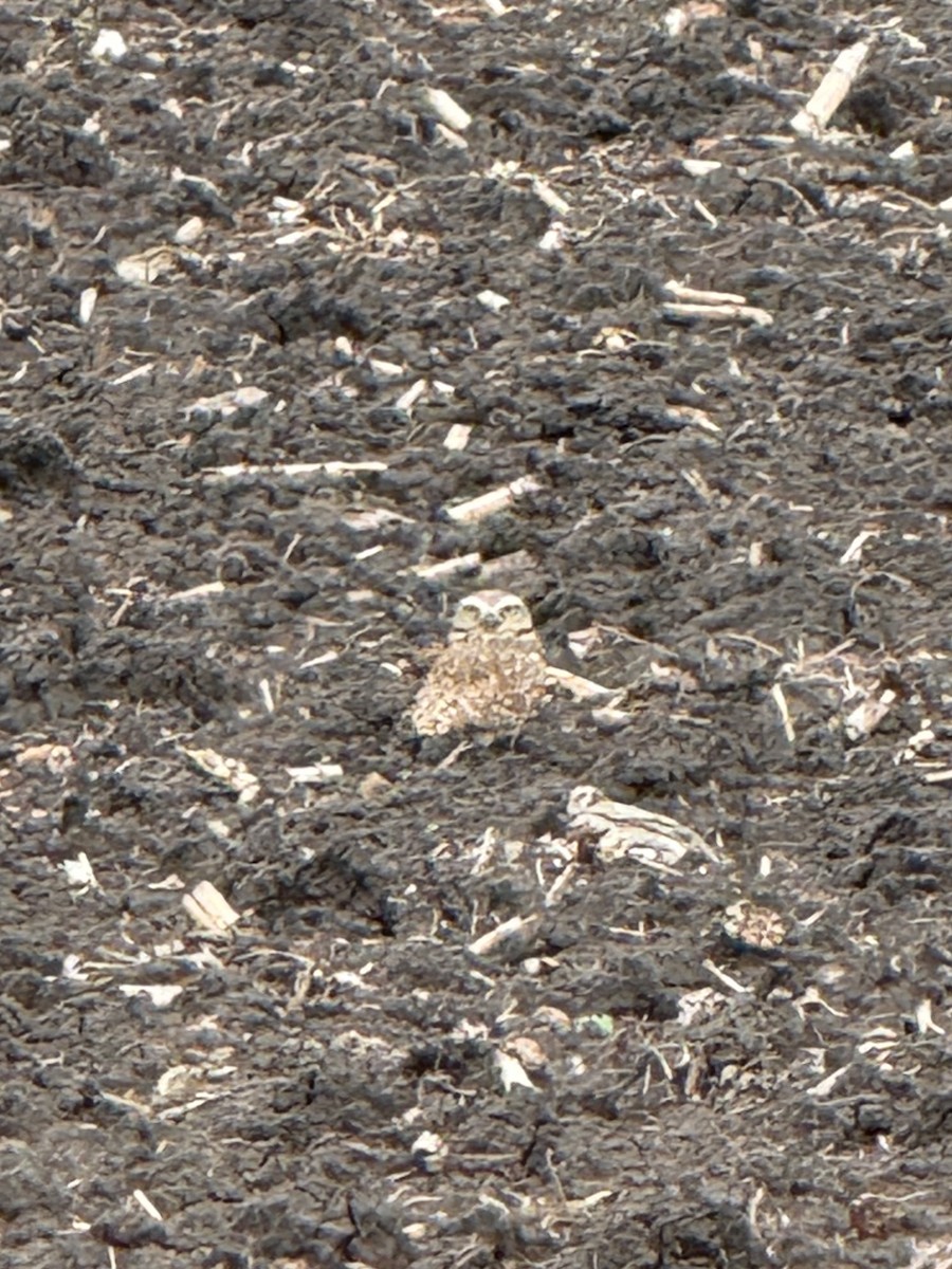 Burrowing Owl - ML645739179