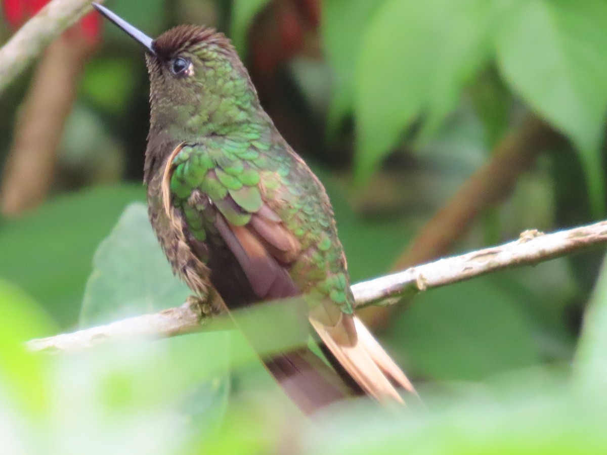 Buff-tailed Coronet - ML645739181