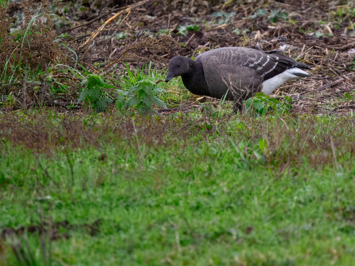 Brant (Dark-bellied) - ML645739182