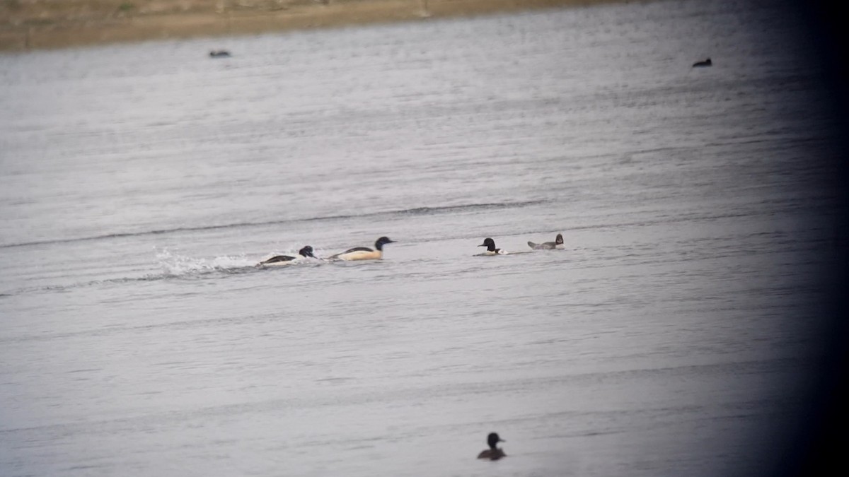 Gänsesäger - ML645739192