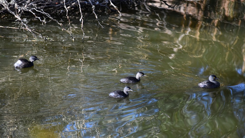 Least Grebe - ML645739200