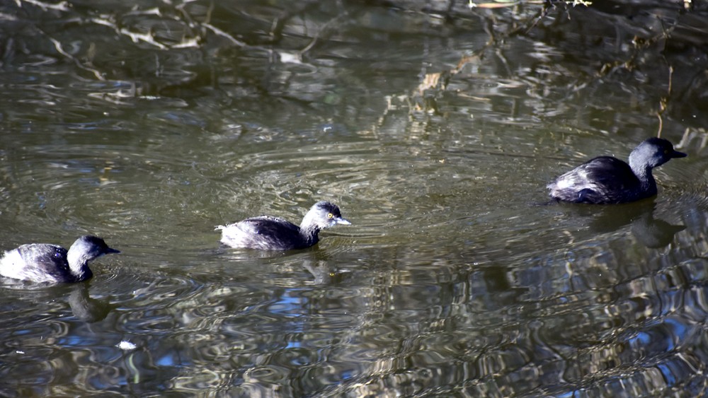 Least Grebe - ML645739201