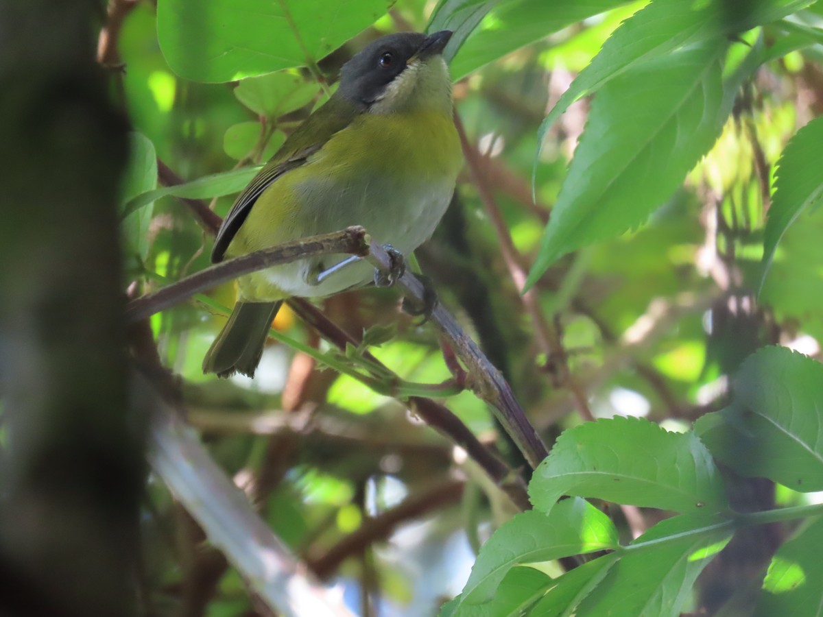 Common Chlorospingus - ML645739216