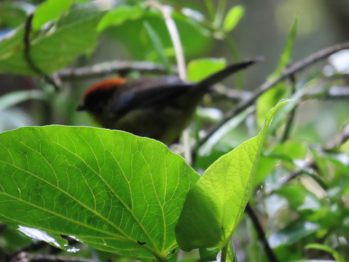 Yellow-breasted Brushfinch - ML645739229