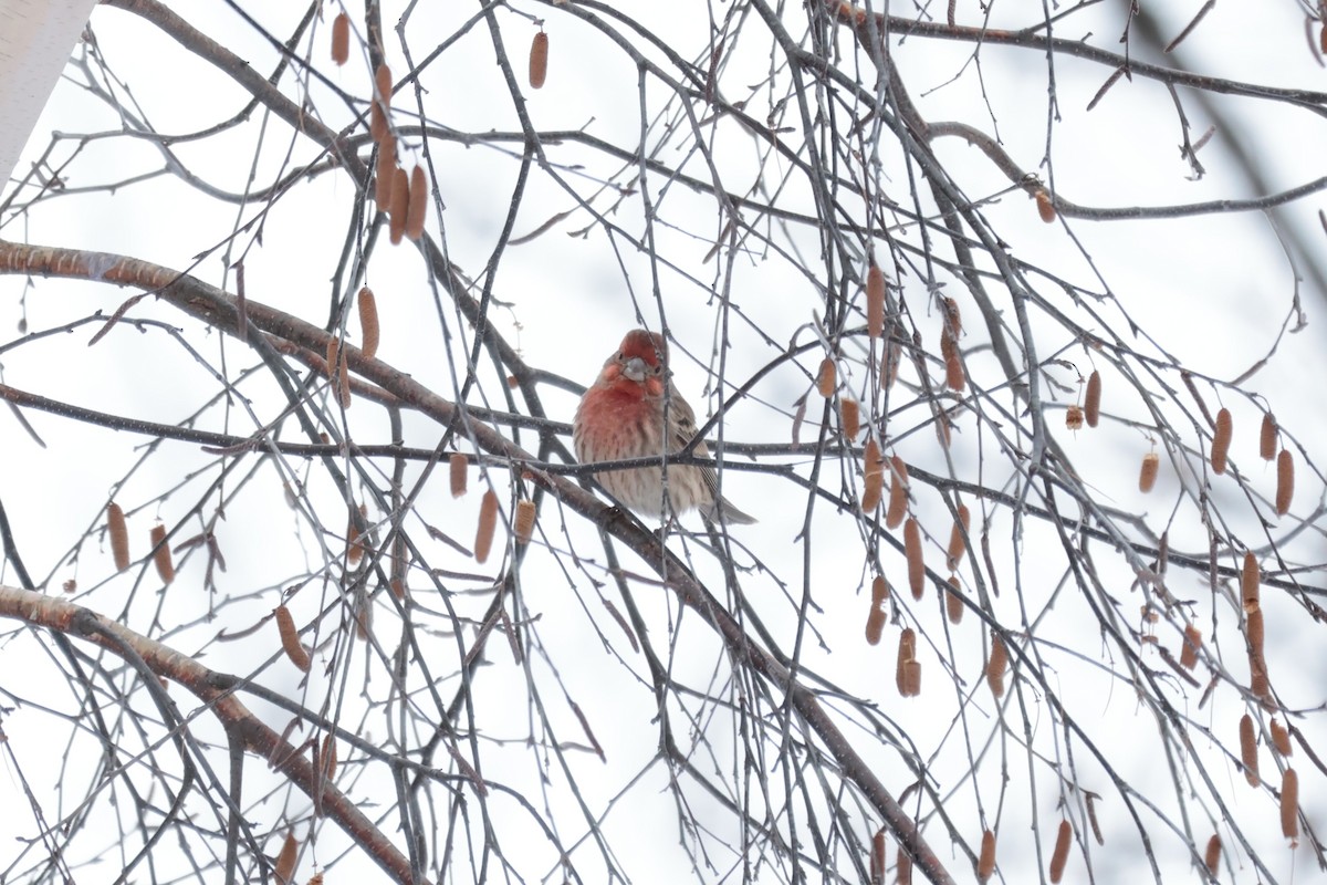 hýl rudoprsý - ML645739237