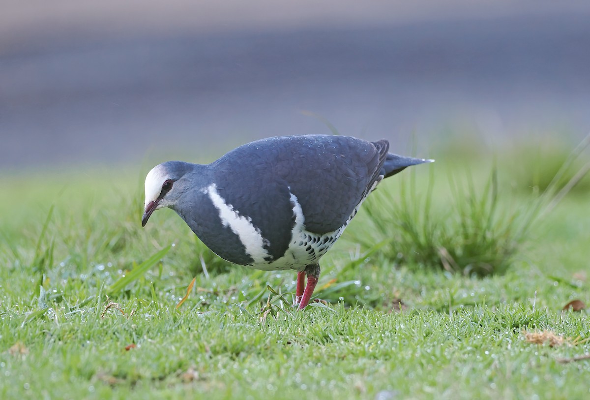 Wongataube - ML645739239