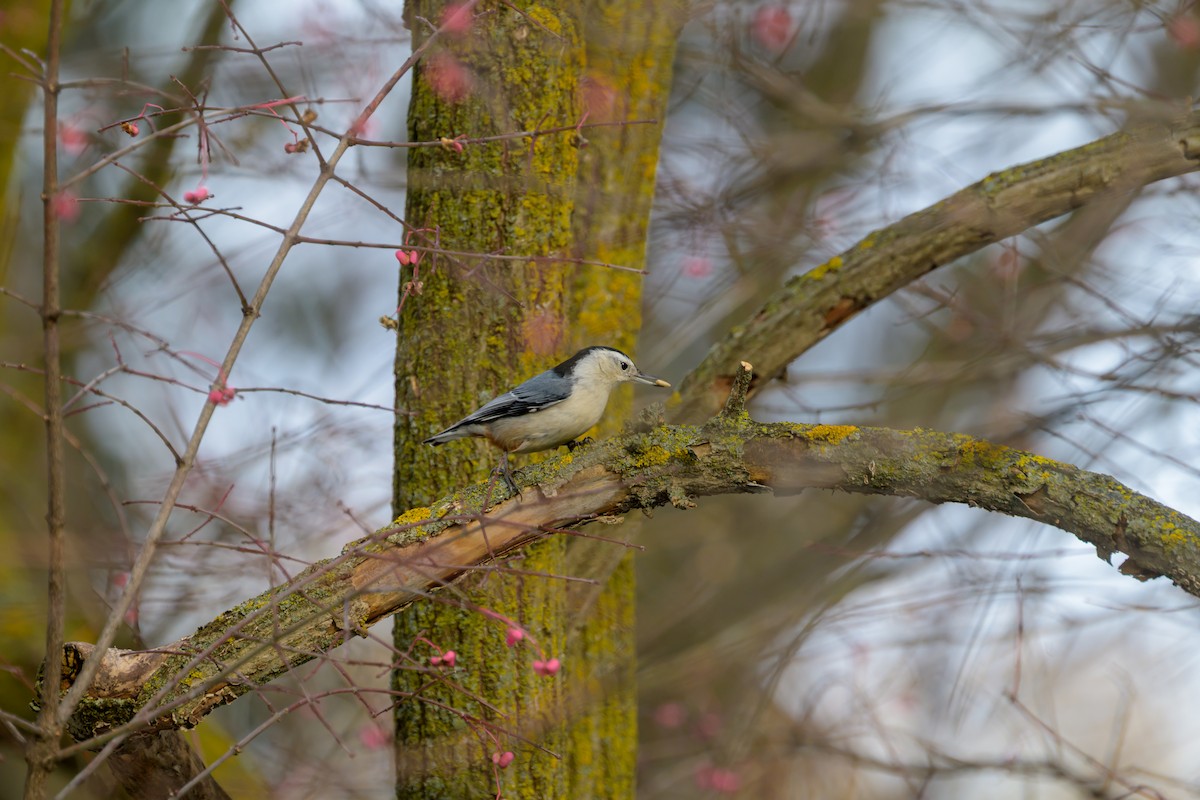 White-breasted Nuthatch - ML645739244